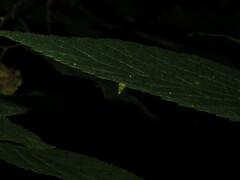 Celticecis spiniformis