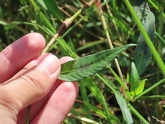 Persicaria maculosa