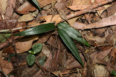 Parsonsia rotata