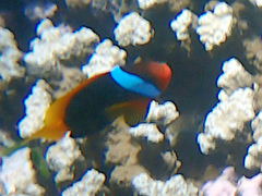 Amphiprion melanopus