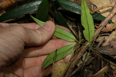 Parsonsia rotata