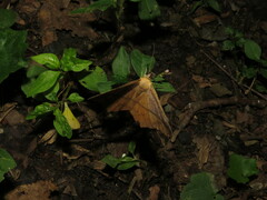 Prochoerodes lineola