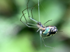 Leucauge volupis