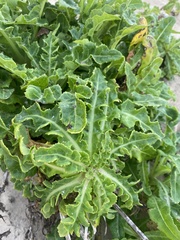 Sonchus megalocarpus