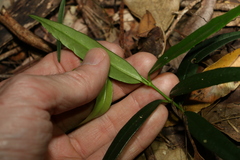 Parsonsia rotata
