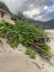 Sonchus megalocarpus