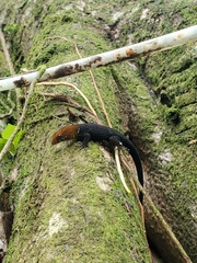 Gonatodes albogularis