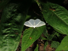 Lomographa vestaliata