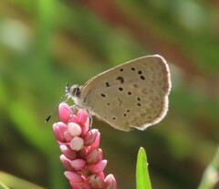 Zizeeria knysna