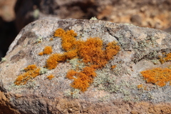 Teloschistes flavicans