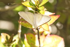 Diaphania costata