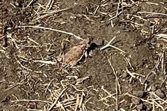 Phrynosoma blainvillii