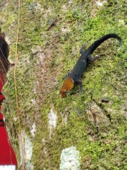 Gonatodes albogularis