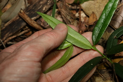 Parsonsia rotata