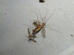 Tipula