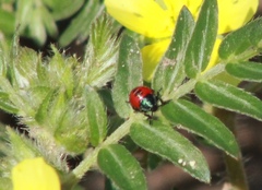 Asopinae