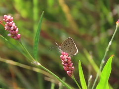 Zizeeria knysna