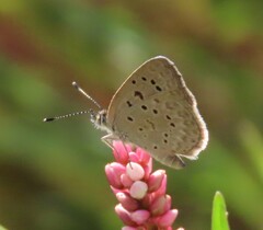 Zizeeria knysna