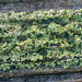 Trapeliopsis flexuosa - Photo (c) Richard Droker, μερικά δικαιώματα διατηρούνται (CC BY-NC-ND)