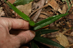 Parsonsia rotata