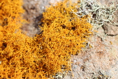 Teloschistes flavicans