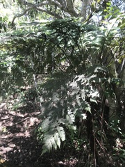 Cyathea