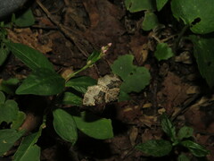 Xanthorhoe lacustrata