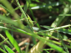 Conocephalus