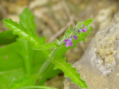 Verbena canescens