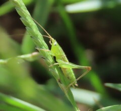 Conocephalus