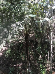 Cyathea