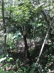 Cyathea