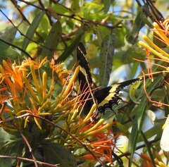 Papilio garamas