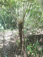 Cyathea