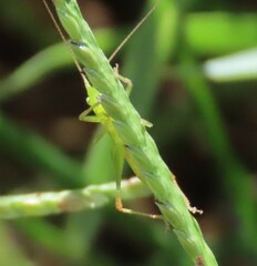 Conocephalus