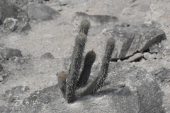 Haageocereus pseudomelanostele