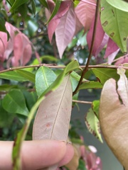 Austropuccinia psidii