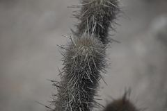 Haageocereus pseudomelanostele