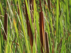 Typha