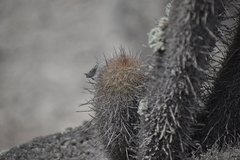 Haageocereus pseudomelanostele