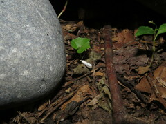 Microcrambus biguttellus