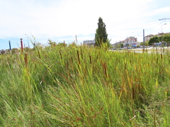 Typha