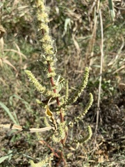 Amaranthus