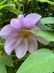 Dahlia imperialis