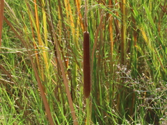 Typha
