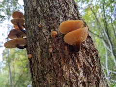 Flammulina velutipes