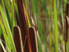 Typha