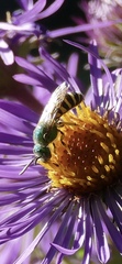 Agapostemon
