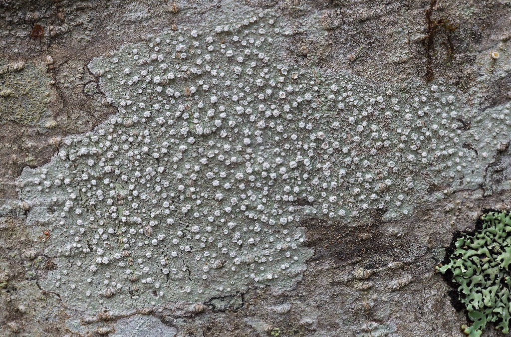 Ragged Wart Lichen (Fungi, Lichens &amp; Mosses of Glacier National Park ...