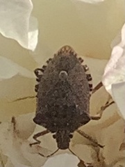 Halyomorpha halys